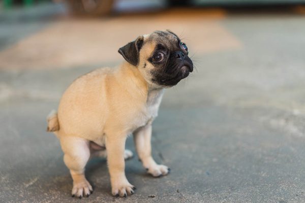 pug pooping