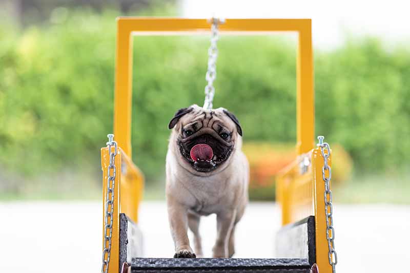 pug running on treadmill