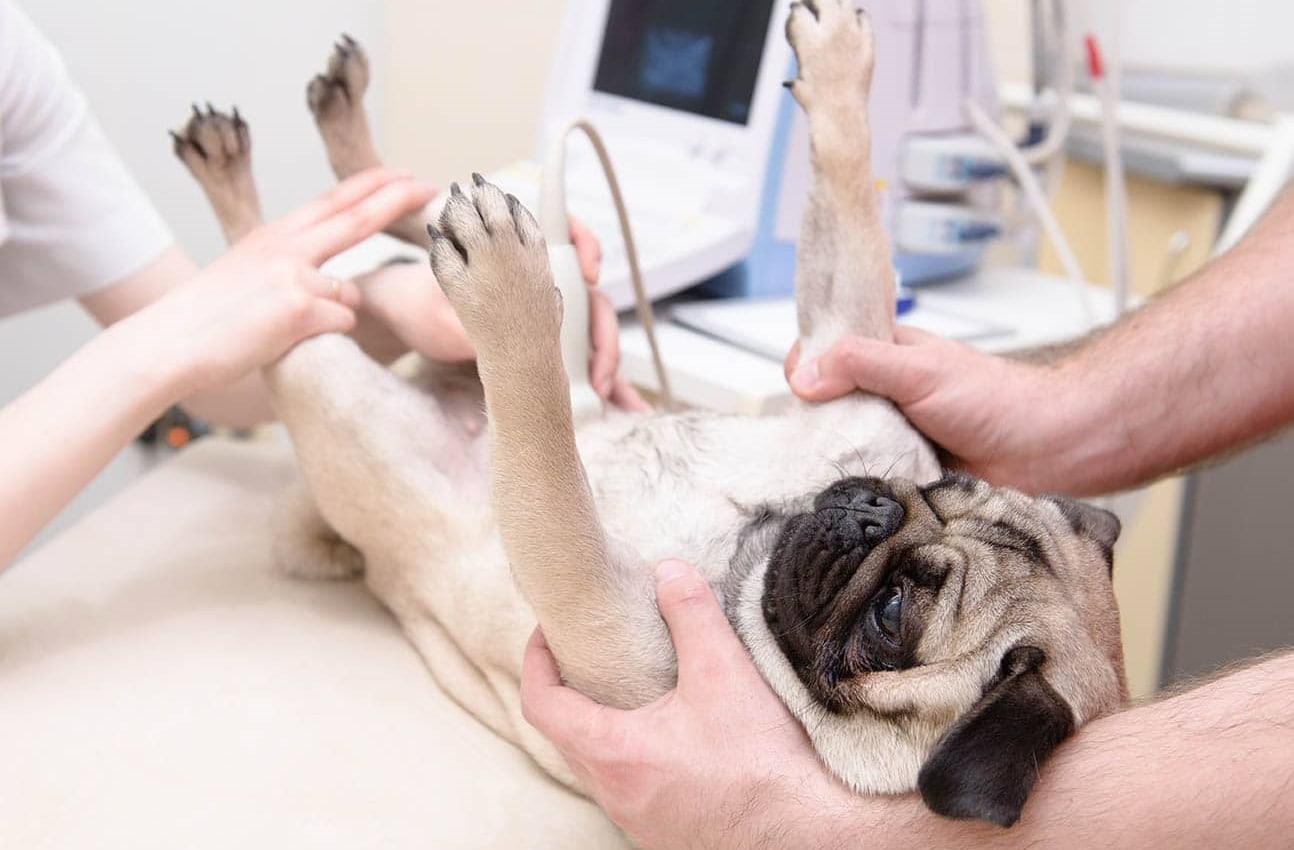 pug ultrasound