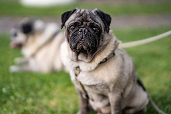 pug up close