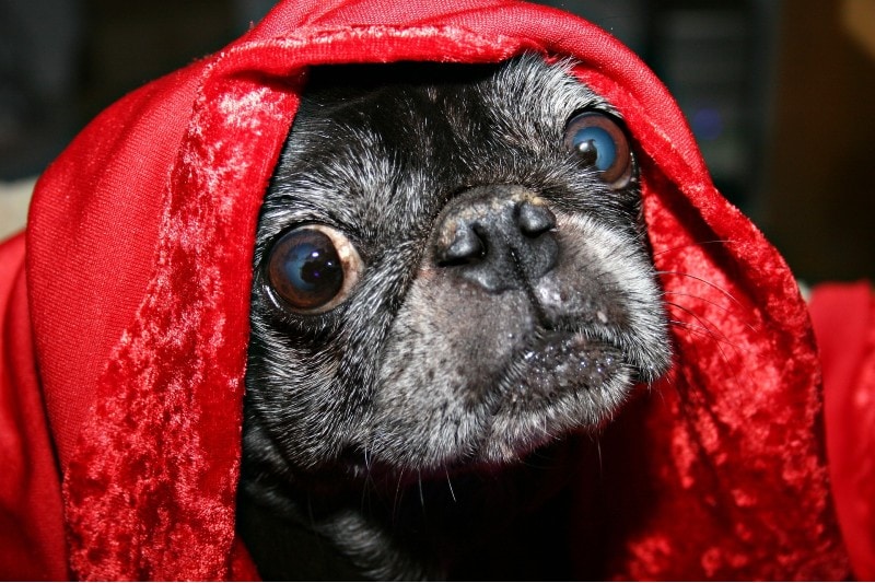 pug with eye condition
