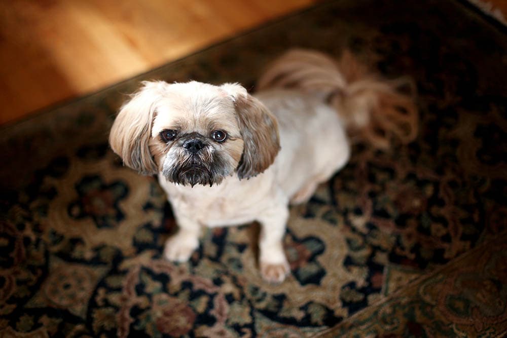 pugapoo on the floor