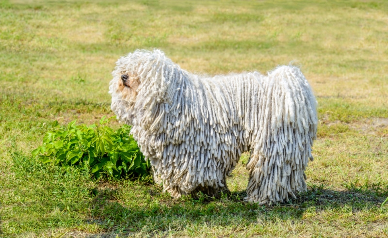 puli dog standing on grass at the park