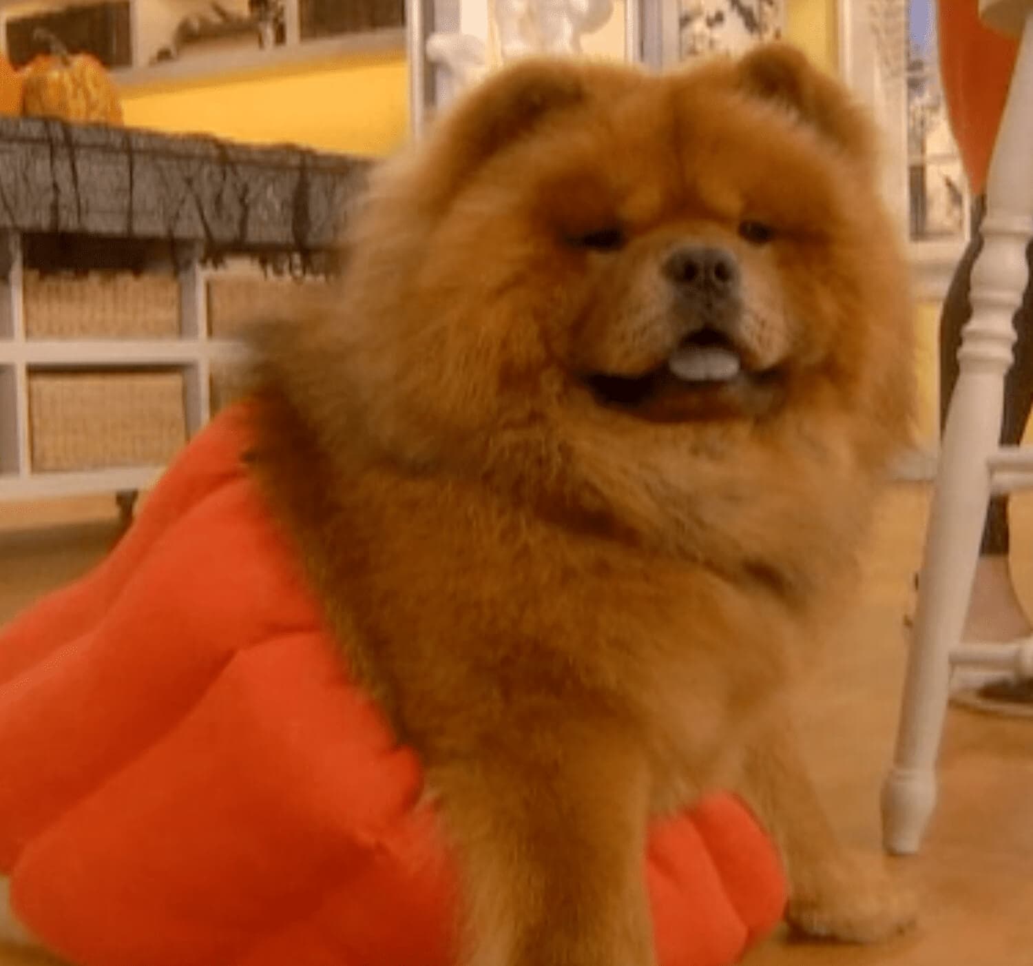 pumpkin-dog-costume-martha-stewart
