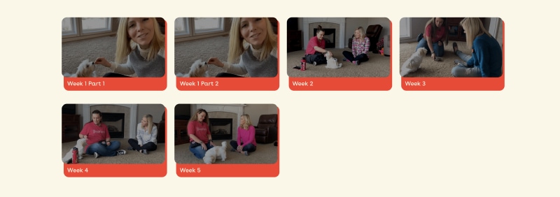 pupford academy dog training sessions