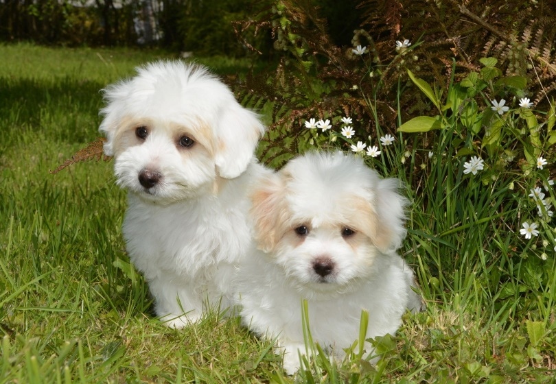 puppies coton de tulear