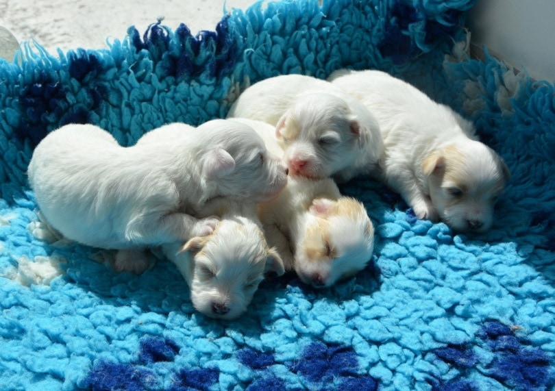 puppies_Piqsels