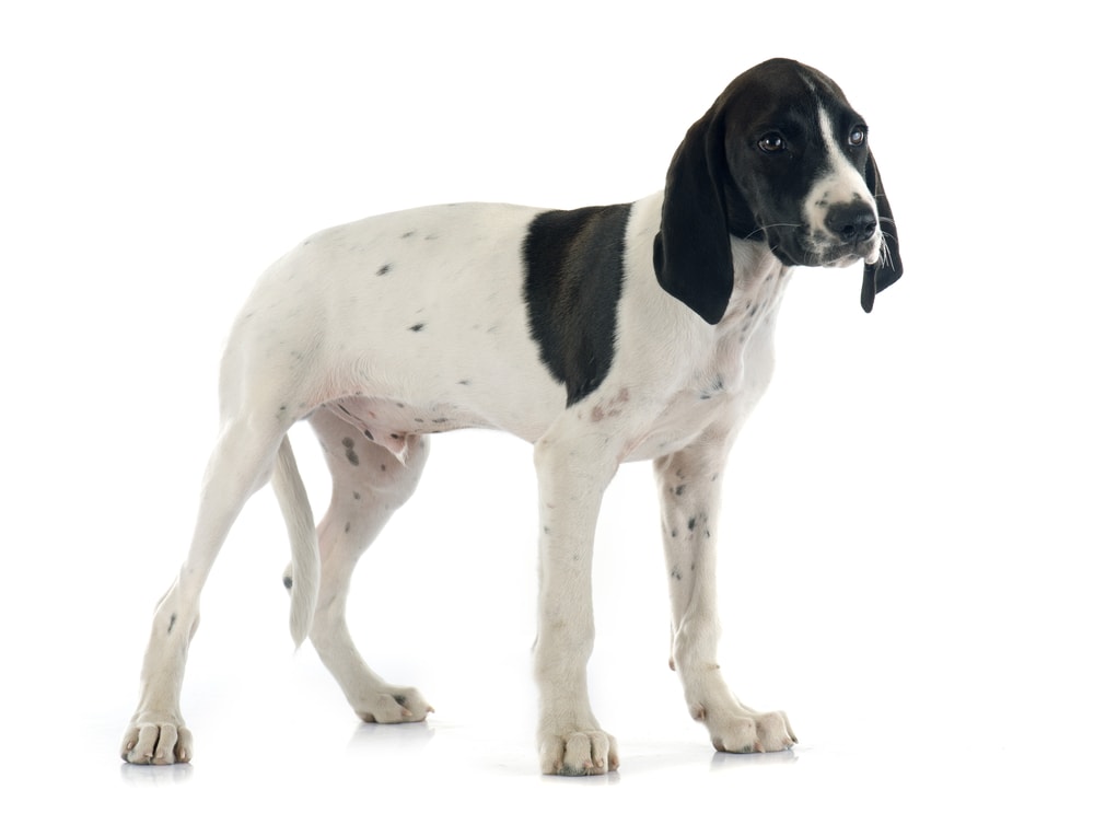 puppy Braque d'Auvergne