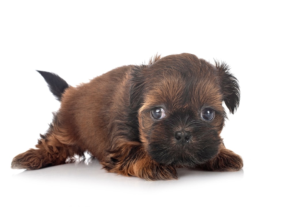 puppy Shih Tzu brown