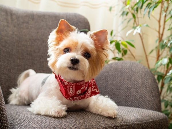 puppy dog Biewer Yorkshire Terrier