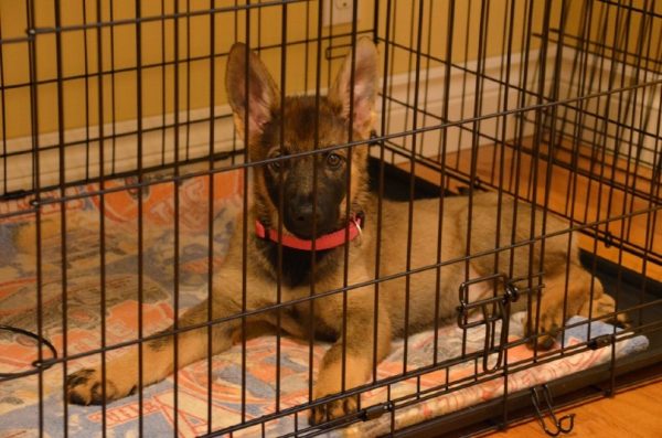 puppy in a crate