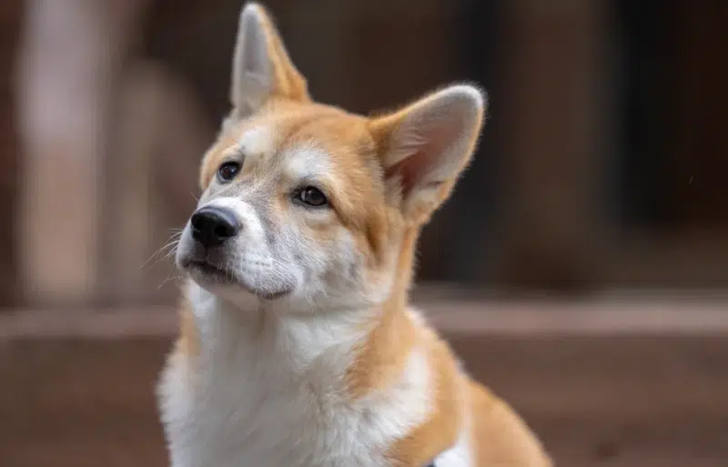 puppy jindo corgi mixed breed dog