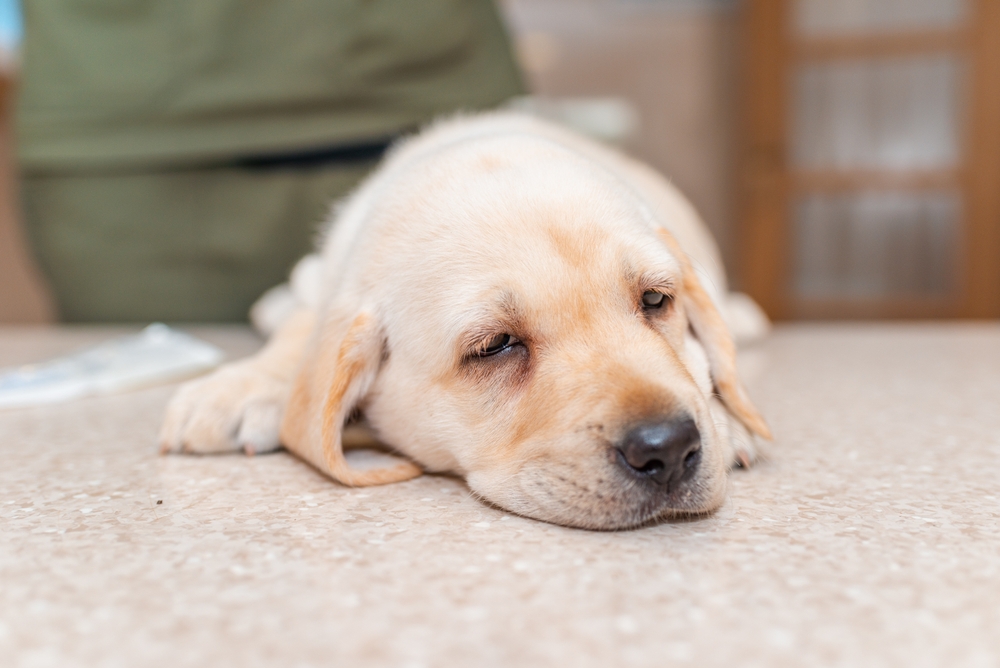 puppy labrador lying on the table at the reception at the veterinary clinic