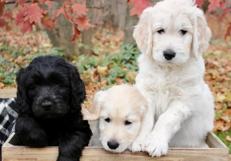 puppy medium moyen goldendoodle dogs
