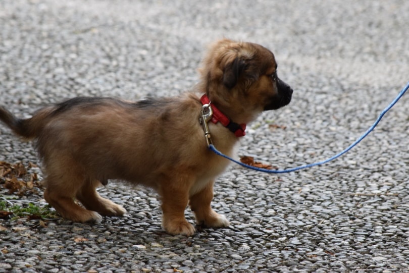 puppy on leash