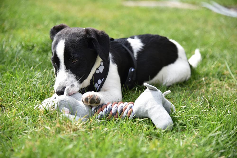 puppy playing on the grass