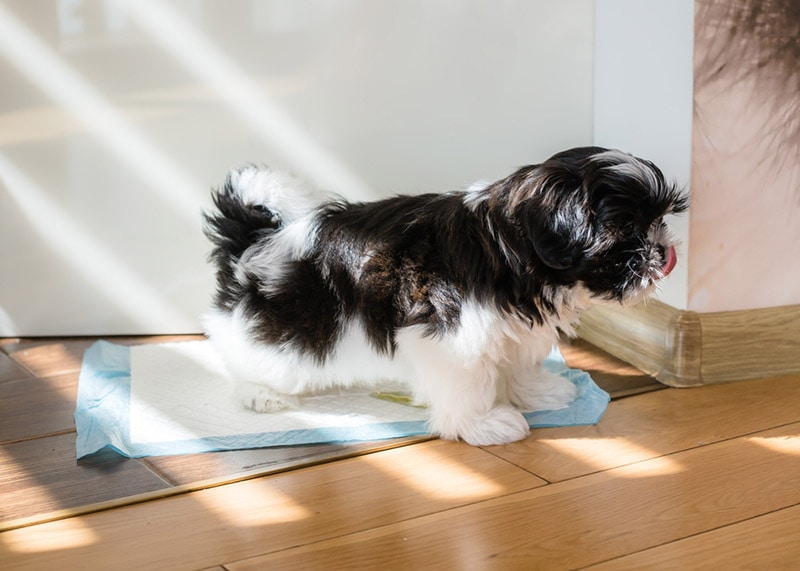 puppy potty training