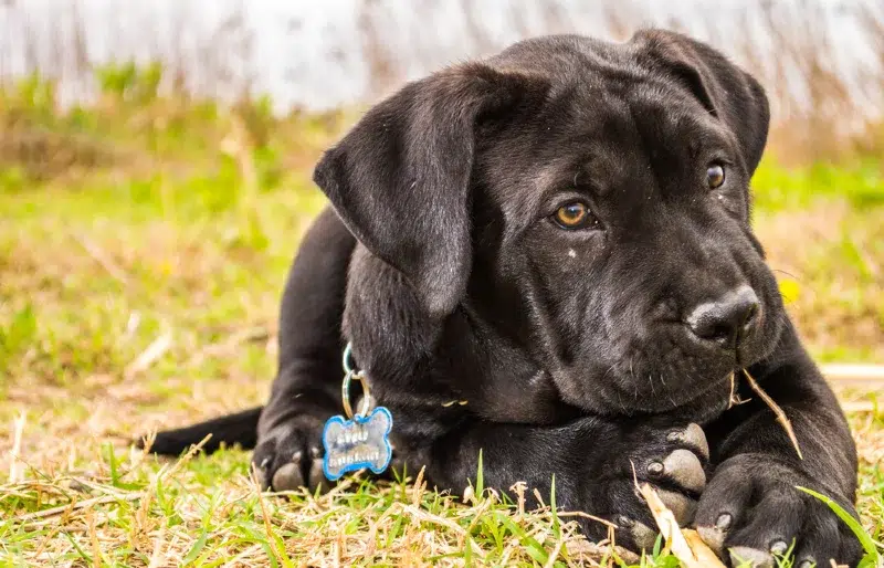 puppy presa canario dog playing in the grass