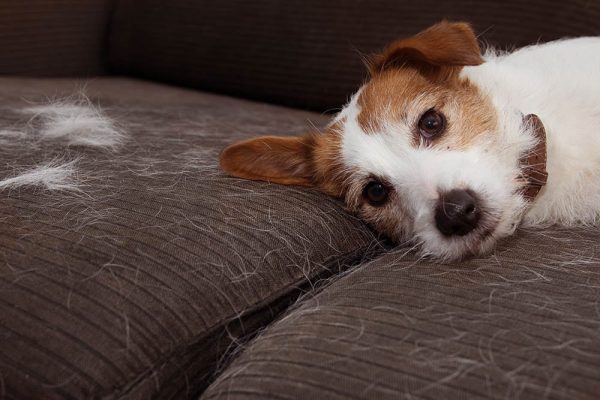 puppy shedding on the sofa