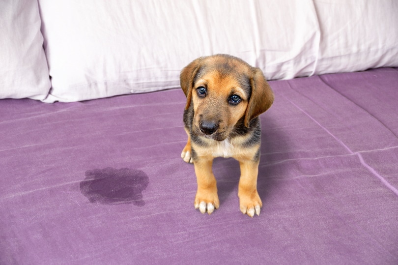 puppy sitting near wet spot on bed