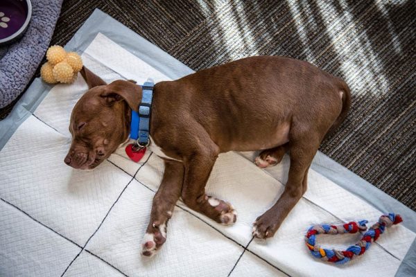 puppy sleeping on the potty training pad