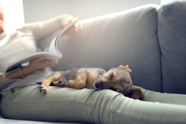 puppy sleeping on woman's legs