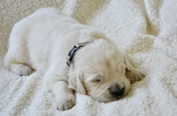 puppy soundly sleeping