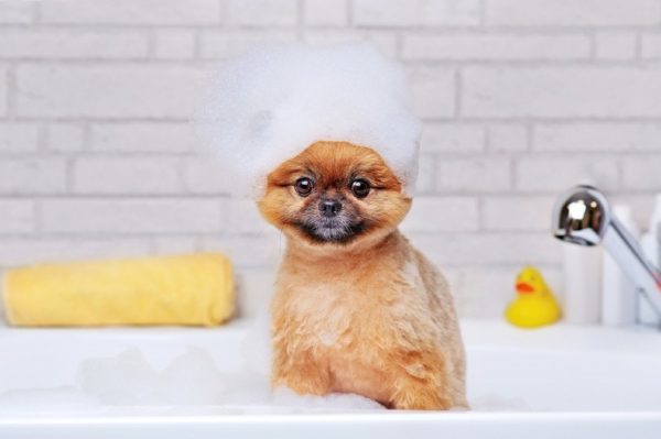 puppy taking a bath