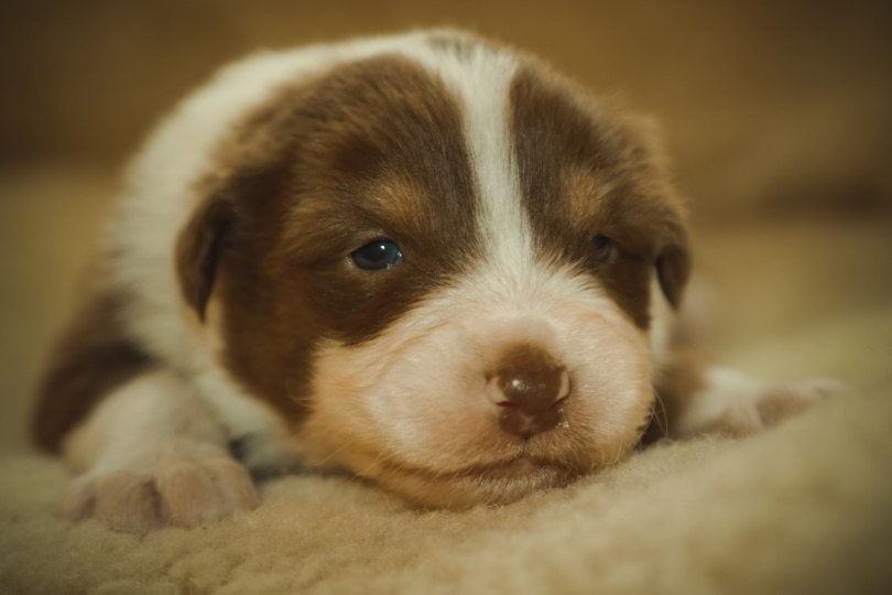 puppy_Piqsels