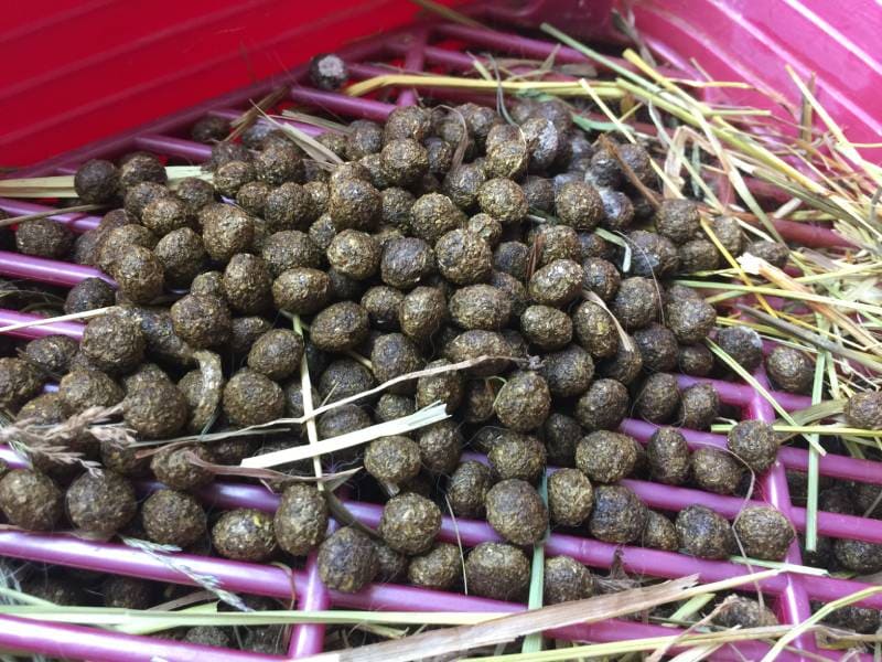 rabbit poops full in litter box