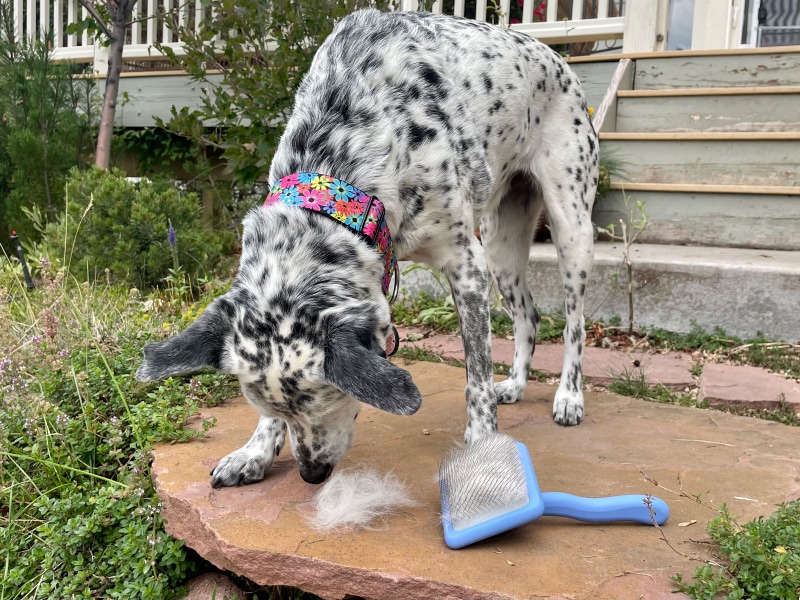 ragz and the slicker dog brush