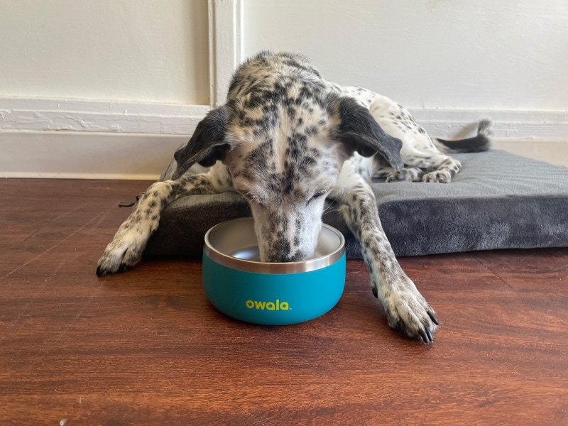 ragz eating from owala pet bowl