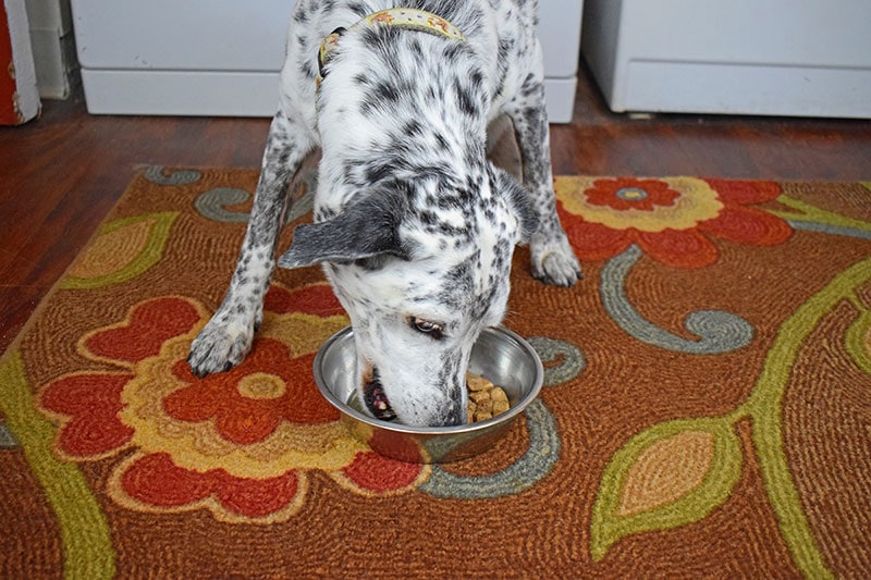ragz eating nutra complete dog food