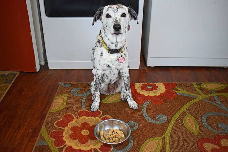 ragz sitting behind a bowl with nutra complete dog food