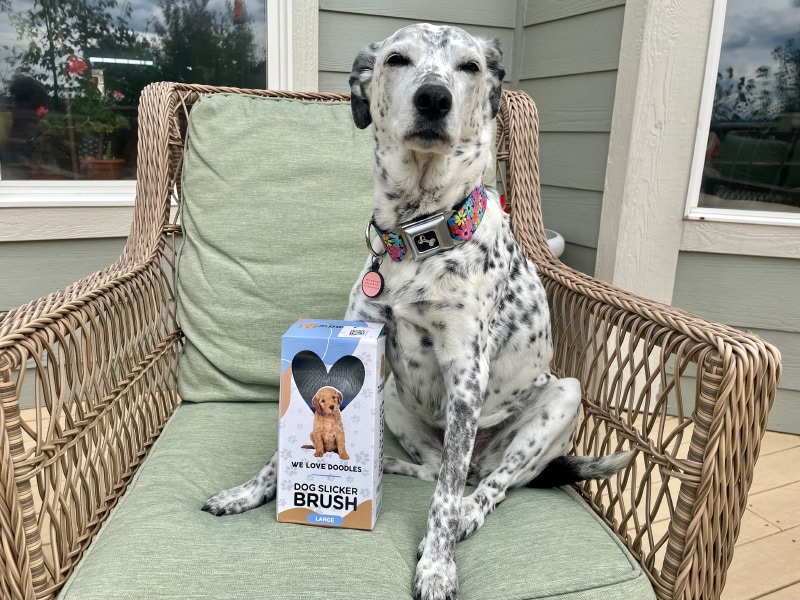 ragz sitting next to we love doodles slicker dog brush box
