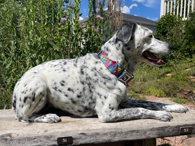 ragz with buckle-down collar lying on the bench outdoor