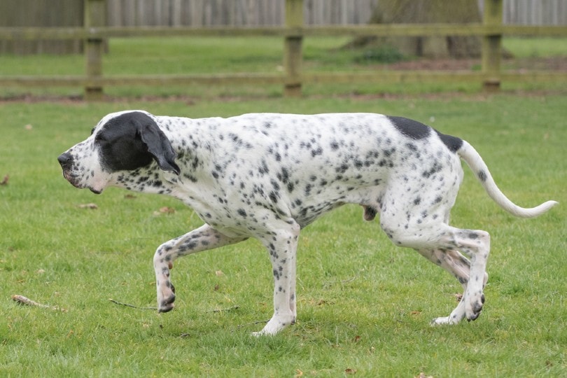 rare breed Braque d'Auvergne