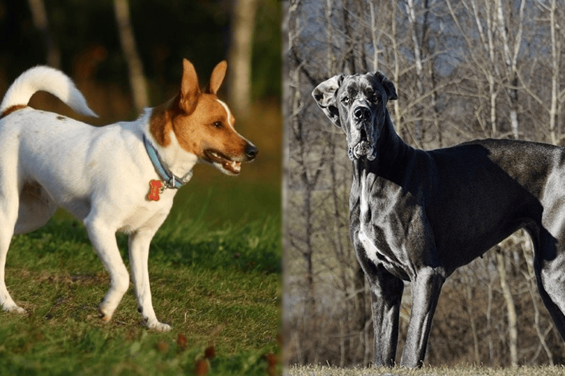 rat terrier and great dane