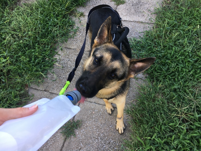 raven drinking water from vapur ez lick bottle