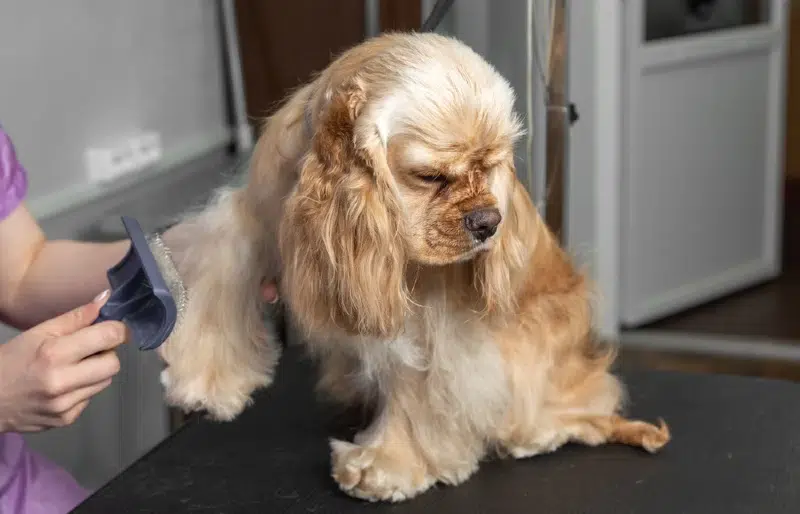 red american cocker spaniel dog being groomed