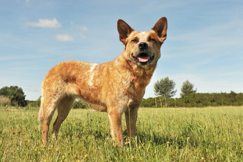 red-australian-cattle-dog_cynoclub_Shutterstock