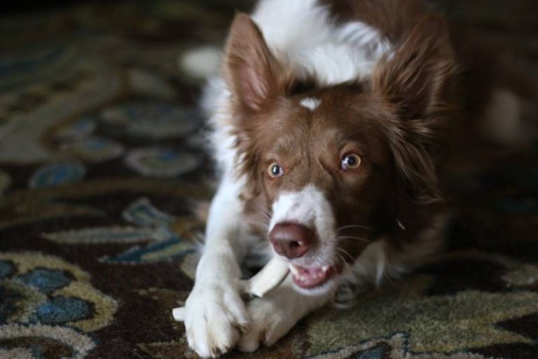 How Long Will It Take for a Dog to Digest a Bone? Facts & Risks Dogster