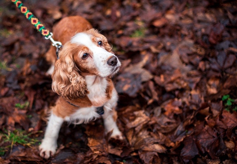 red cocker spaniel dog on leash