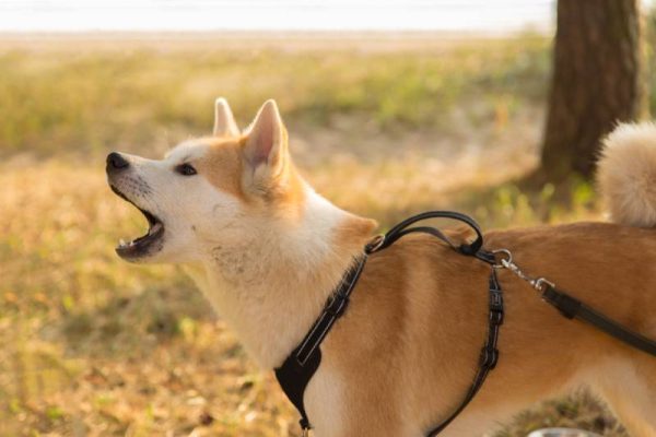 red-colored sibu ina dog barks opening its mouth forward