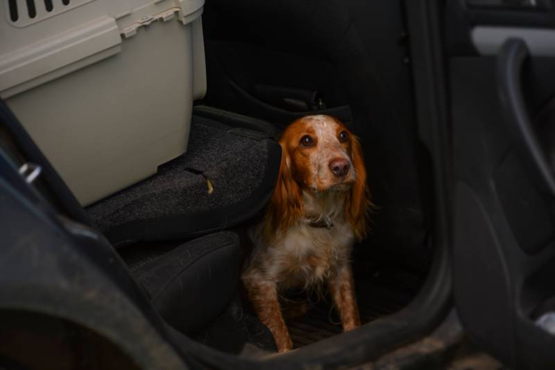 red dog is hiding in the car