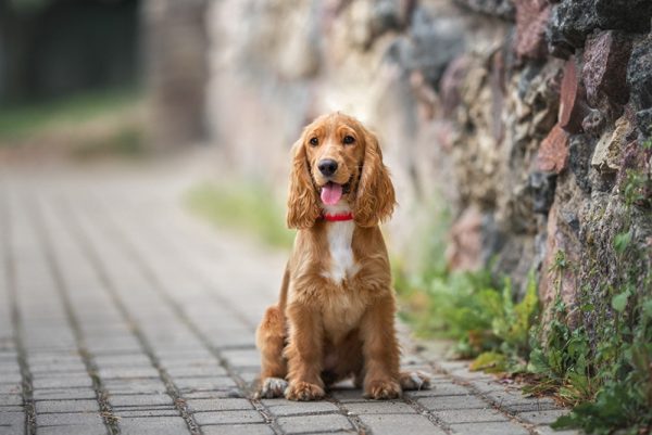 red english cocker spaniel