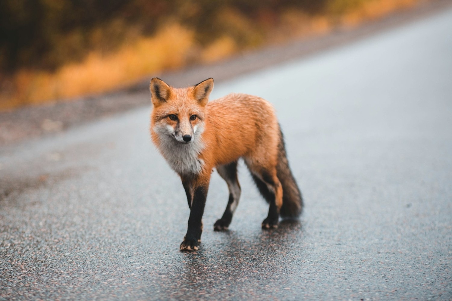 red fox walking on wet street