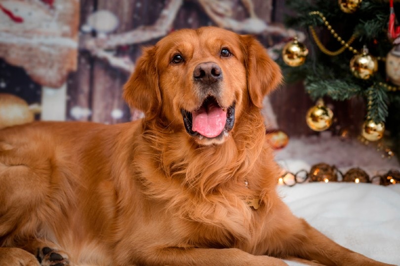 red golden retriever