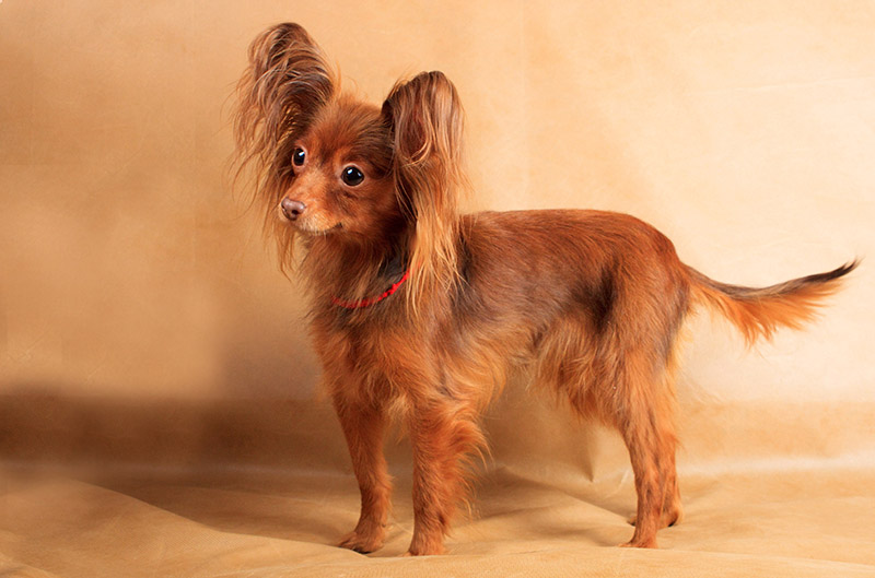 red longhaired Russian Toy Terrier