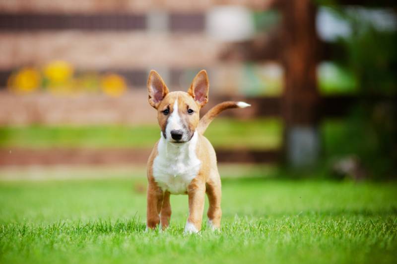 red miniature bull terrier puppy outdoors